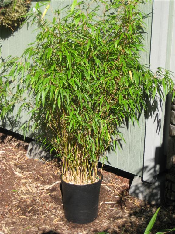 Bamboo Varieties: Clumping Bamboo - Beauty & the Bamboo